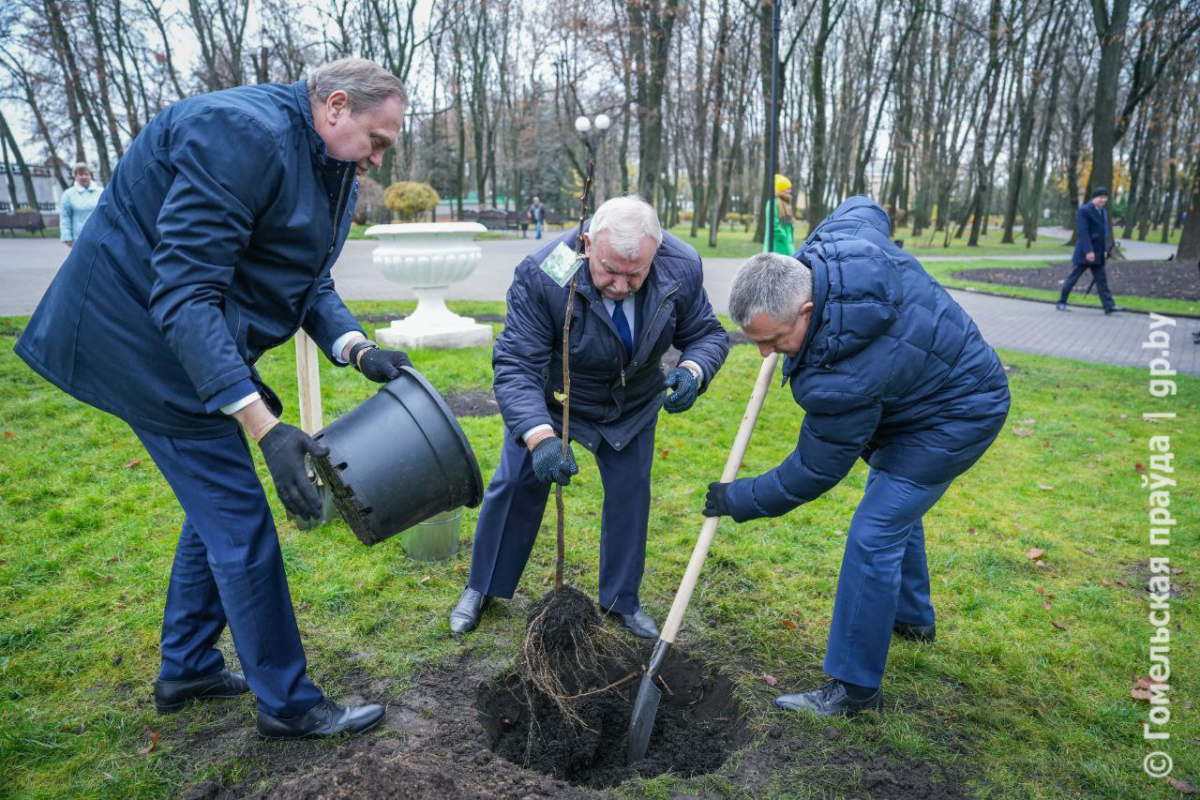 Посадка дерева в Гомельском парке-4.jpg
